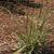 Eragrostrum spectablis