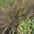 Eragrostis spectabilis
