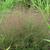 Eragrostrum spectablis