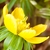 Close-up of the yellow flower