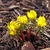 Habit of the species showing yellow flowers on very short plants