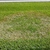 Lawn with a large, ring-shaped, dead patch caused by disease.