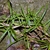 Branch with opposite leaves