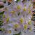 Eremurus flower close-up