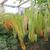 Eremurus flowers