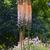Eremurus in the landscape