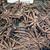 Eremurus roots