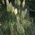 Erianthus ravennae