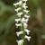 Spiranthes cernua