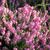 Erica carnea 'Pink Spangles'