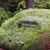 Erica carnea 'Springwood White'