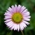 Daisy "flower" with pink ray florets & yellow disk florets.