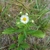 Coarsely toothed leaves & white daisy "flower" with yellow "eye"