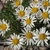 White daisy flowers with yellow eyes.
