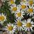 Erigeron compactus