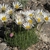 Tight, low mound with large white daisy "flowers"