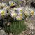 Erigeron compactus