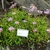 low-growing plant with pink daisy "flowers" with yellow disks.