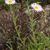 Erigeron peregrinus subsp. callianthemus
