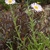 Erect plants with pale pink daisy "flowers" with yellow disks.