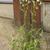 Erigeron philadelphicus