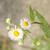 Erigeron philadelphicus