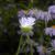 Underside of flower and hairy stem.