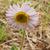 Erigeron pulchellus