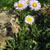 Erigeron pulchellus