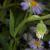 Erigeron pulchellus