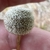 Seed Pod Closeup
