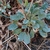 Basal leaves