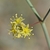 Flower detail