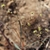 Small yellow flowers