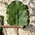 Underside if leaf and stem