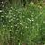 Eriophorum virginicum