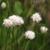Eriophorum virginicum
