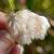 Eriophorum virginicum
