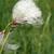 Close up of flower.