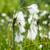 Eriophorum angustifolium