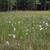 Eriophorum angustifolia