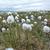 Eriophorum angustifolia