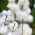 Eriophorum angustifolia