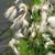 Eriophorum angustifolia