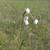 Eriophorum latifolia