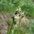 Eriophorum latifolia