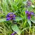 Prunella vulgaris