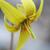 Erthronium americanum flower close up