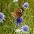 Eryngium aquaticum
