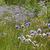 Eryngium aquaticum